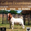 LOT 8 1X BOER GOAT BUCK - STUD - COLLEN BOERDERY