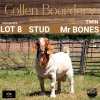 LOT 8 1X BOER GOAT BUCK - STUD - COLLEN BOERDERY - 2