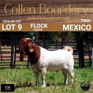 LOT 9 1X BOER GOAT BUCK - FLOCK "T" - COLLEN BOERDERY