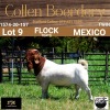 LOT 9 1X BOER GOAT BUCK - FLOCK "T" - COLLEN BOERDERY - 2