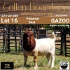 LOT 16 1X BOER GOAT BUCK - LAMB - POTENTIAL STUD - COLLEN BOERDERY