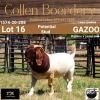 LOT 16 1X BOER GOAT BUCK - LAMB - POTENTIAL STUD - COLLEN BOERDERY - 2