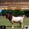 LOT 16 1X BOER GOAT BUCK - LAMB - POTENTIAL STUD - COLLEN BOERDERY - 3