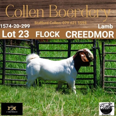 LOT 23 1X BOER GOAT BUCK - LAMB - FLOCK - COLLEN BOERDERY