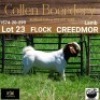 LOT 23 1X BOER GOAT BUCK - LAMB - FLOCK - COLLEN BOERDERY