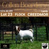 LOT 23 1X BOER GOAT BUCK - LAMB - FLOCK - COLLEN BOERDERY - 2