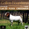 LOT 23 1X BOER GOAT BUCK - LAMB - FLOCK - COLLEN BOERDERY - 3