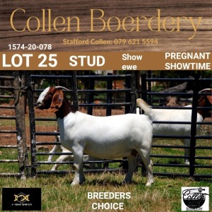 LOT 25 1X BOER GOAT DOE - STUD - COLLEN BOERDERY