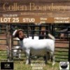 LOT 25 1X BOER GOAT DOE - STUD - COLLEN BOERDERY - 2