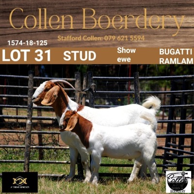 LOT 31 1+1X BOER GOAT DOE WITH LAMB - STUD - COLLEN BOERDERY