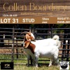 LOT 31 1+1X BOER GOAT DOE WITH LAMB - STUD - COLLEN BOERDERY - 2