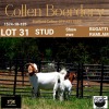 LOT 31 1+1X BOER GOAT DOE WITH LAMB - STUD - COLLEN BOERDERY - 4