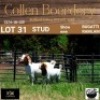 LOT 31 1+1X BOER GOAT DOE WITH LAMB - STUD - COLLEN BOERDERY - 5