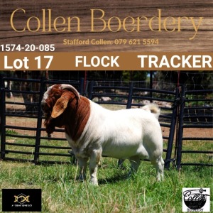 LOT 17 1X BOER GOAT BUCK - FLOCK - COLLEN BOERDERY