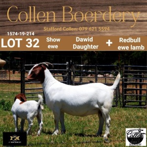 LOT 32 1+1X BOER GOAT DOE WITH LAMB - STUD - COLLEN BOERDERY