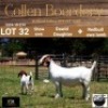 LOT 32 1+1X BOER GOAT DOE WITH LAMB - STUD - COLLEN BOERDERY - 2