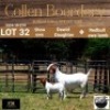 LOT 32 1+1X BOER GOAT DOE WITH LAMB - STUD - COLLEN BOERDERY - 3