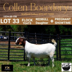 33 1X BOER GOAT DOE - FLOCK "T" - COLLEN BOERDERY