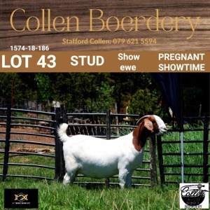 43 1X BOER GOAT DOE - STUD - COLLEN BOERDERY