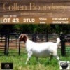 43 1X BOER GOAT DOE - STUD - COLLEN BOERDERY - 2
