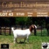 43 1X BOER GOAT DOE - STUD - COLLEN BOERDERY - 3