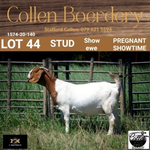 44 1X BOER GOAT DOE - STUD - COLLEN BOERDERY