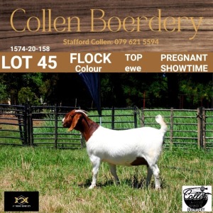 45 1X BOER GOAT DOE - FLOCK "C" - COLLEN BOERDERY