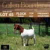 45 1X BOER GOAT DOE - FLOCK "C" - COLLEN BOERDERY - 2