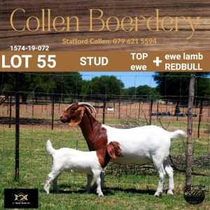 55 1X BOER GOAT DOE - STUD - COLLEN BOERDERY