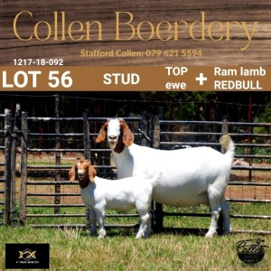 56 1+1X BOER GOAT DOE WITH LAMB - STUD - COLLEN BOERDERY