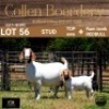56 1+1X BOER GOAT DOE WITH LAMB - STUD - COLLEN BOERDERY - 2