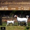 56 1+1X BOER GOAT DOE WITH LAMB - STUD - COLLEN BOERDERY - 3