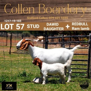 57 1+1X BOER GOAT DOE WITH LAMB - STUD - COLLEN BOERDERY