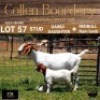 57 1+1X BOER GOAT DOE WITH LAMB - STUD - COLLEN BOERDERY