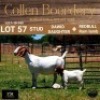 57 1+1X BOER GOAT DOE WITH LAMB - STUD - COLLEN BOERDERY - 2