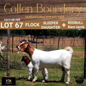 67 1+1X BOER GOAT DOE - FLOCK "H" - COLLEN BOERDERY