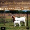 67 1+1X BOER GOAT DOE - FLOCK "H" - COLLEN BOERDERY - 2