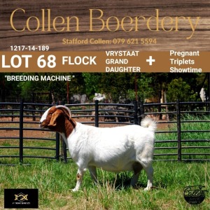 68 1X BOER GOAT DOE - FLOCK "C" - COLLEN BOERDERY