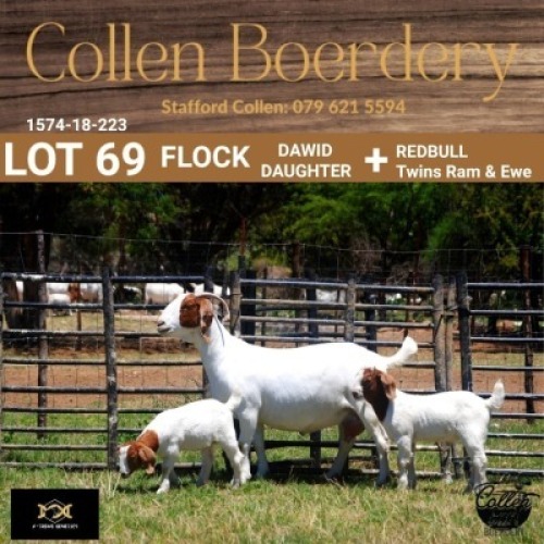69 1+1X BOER GOAT DOE WITH LAMB - FLOCK "C" - COLLEN BOERDERY