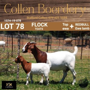 78 1+1X BOER GOAT DOE WITH LAMB - FLOCK "T" - COLLEN BOERDERY