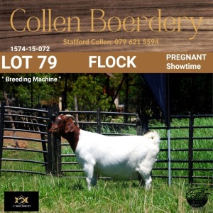 79 1X BOER GOAT DOE - FLOCK - COLLEN BOERDERY