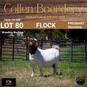 80 1X BOER GOAT DOE - FLOCK - COLLEN BOERDERY