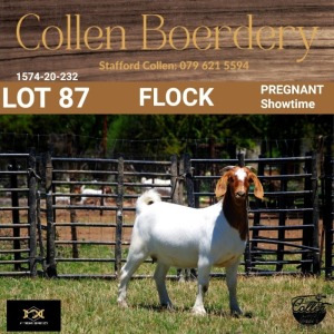 87 1X BOER GOAT DOE - FLOCK - COLLEN BOERDERY