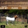 87 1X BOER GOAT DOE - FLOCK - COLLEN BOERDERY - 2