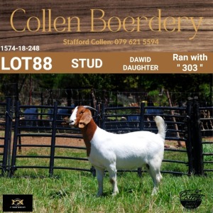 88 1X BOER GOAT DOE - STUD - COLLEN BOERDERY