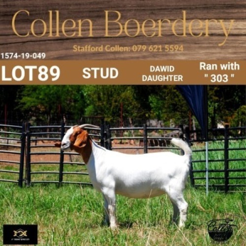 89 1X BOER GOAT DOE - STUD - COLLEN BOERDERY