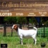 89 1X BOER GOAT DOE - STUD - COLLEN BOERDERY