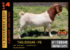 LOT 4 1X BOER GOAT BUCK - POTENTIAL STUD - ALBIAN STUD - 2