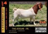 LOT 4 1X BOER GOAT BUCK - POTENTIAL STUD - ALBIAN STUD