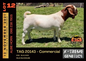 LOT 12 1X BOER GOAT BUCK - COMMERCIAL - ALBIAN STUD